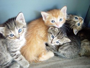 Kittens (1 orange striped with white and 3 grey striped with black)