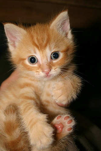 An Orange Tabby Kitten
